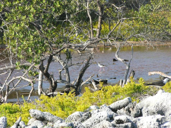 94- Un echassier black-necked stilt dans la lagune 